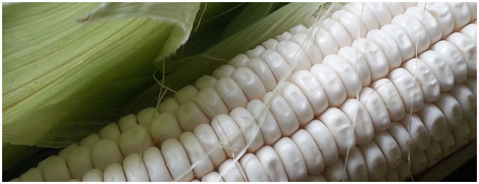 white-maize